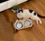 Anti-Slip Double Cat Bowl Anti-Tipping Pet Food Water Bowl for Adult Kitten Small Dogs