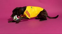 Colombia Home Dog pet  Fans 1:1 Quality Soccer Jersey 26-27（2026）