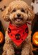 Halloween Pet Bandana with Skeleton and Spider Web Print for Dogs