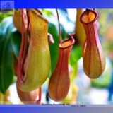 Insect-catching Plant Enchantress Carnivorous Bonsai Seeds, Professional Pack, 100 Seeds / Pack, Indoor Succulent for Desk Pot