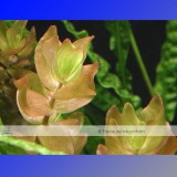 Approx 100 Seeds / Variety, 1 Professional Pack / Variety, 25 Types Aquarium Grass Seeds Water Aquatic Fish Tank Use