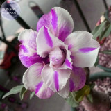 BELLFARM Adenium White Petals Purple Stripe Spot Flower Seeds, 2 seeds, professional pack, 2-layer big blooms home garden bonsai