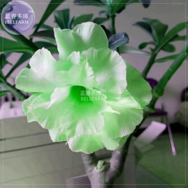 BELLFARM Bright Green Adenium Desert Rose Flower Seeds, 2 seeds, 3-layer big blooms home garden rare flowers