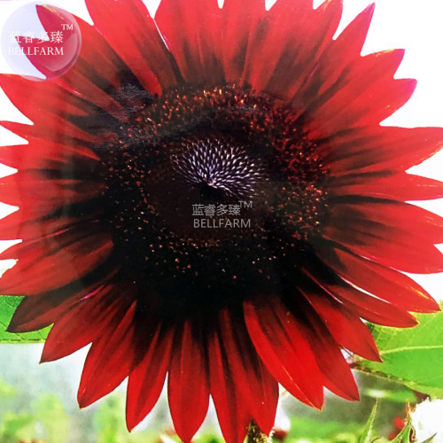 Sunflower Red Fire red-to-black Ornamental Flower Seeds