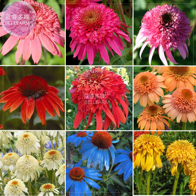 Echinacea Mixed 9 Colors Big Blooms Perennial Flower Seeds