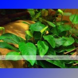 Approx 100 Seeds / Variety, 1 Professional Pack / Variety, 25 Types Aquarium Grass Seeds Water Aquatic Fish Tank Use