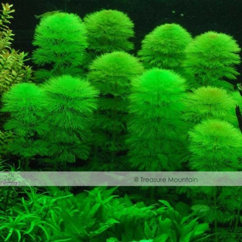 Approx 100 Seeds / Variety, 1 Professional Pack / Variety, 25 Types Aquarium Grass Seeds Water Aquatic Fish Tank Use