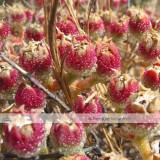 Mesembryanthemum Crystallinum Crystalline Ice Plant Seeds