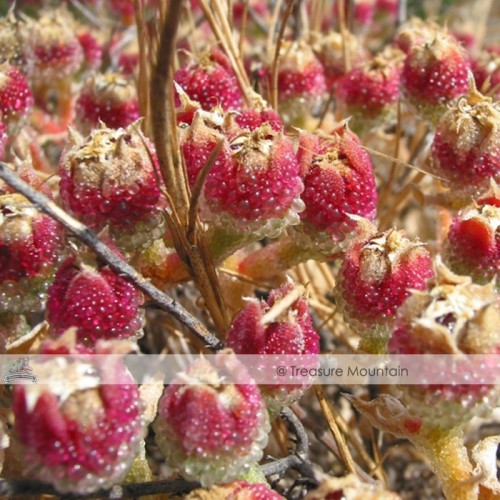 Mesembryanthemum Crystallinum Crystalline Ice Plant Seeds