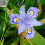 Rare Heirloom Iris Tectorum Perennial Flower Seeds, Professional Pack, 20 Seeds / Pack, Very Beautiful Flowers