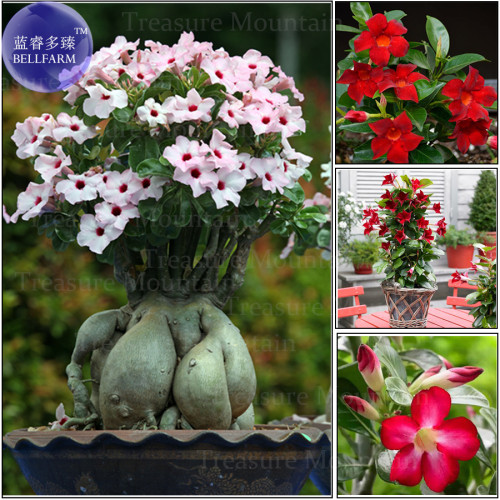 Mixed Pink & Crimson Red Adenium Desert Rose Seeds, professional pack, 2 Seeds, bonsai single big headed flowers