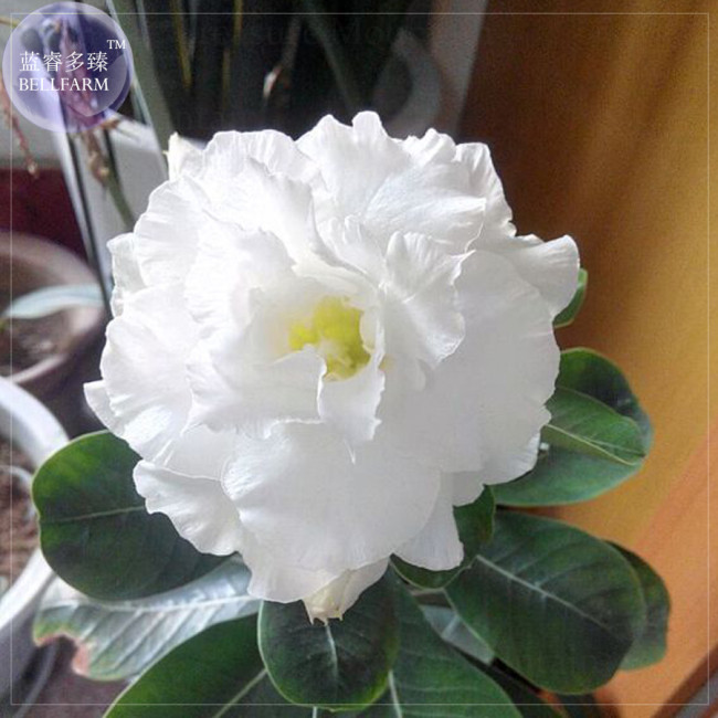 Rare 'western saint' Adenium Desert Rose Seeds, professional pack, 2 Seeds, 7-layer white petals