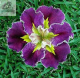Rare Heirloom Iris Tectorum Perennial Flower Seeds, Professional Pack, 20 Seeds / Pack, Very Beautiful Flowers