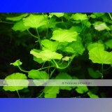 Approx 100 Seeds / Variety, 1 Professional Pack / Variety, 25 Types Aquarium Grass Seeds Water Aquatic Fish Tank Use