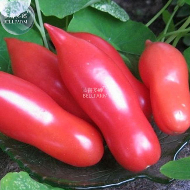 Pink 'balloon' Tomato Organic Seeds
