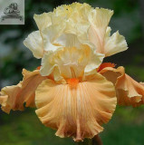 Rare Heirloom Iris Tectorum Perennial Flower Seeds, Professional Pack, 20 Seeds / Pack, Very Beautiful Flowers