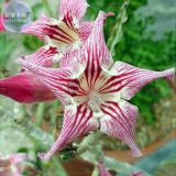 'Chounv Wudi' Adenium Desert Rose, 2 Seeds, Professional Pack, tiger colorful single petals