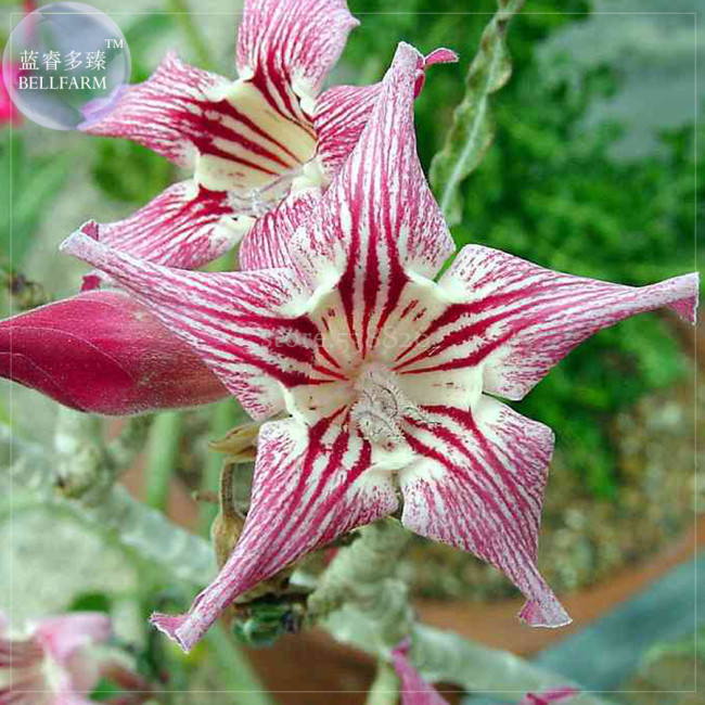 'Chounv Wudi' Adenium Desert Rose, 2 Seeds, Professional Pack, tiger colorful single petals