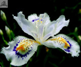 Rare Heirloom Iris Tectorum Perennial Flower Seeds, Professional Pack, 20 Seeds / Pack, Very Beautiful Flowers