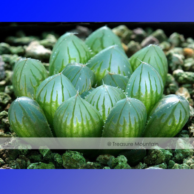 Haworthia Obtusa Yamada Black Succulent Seeds, 5pcs