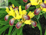 Rare Heirloom Iris Tectorum Perennial Flower Seeds, Professional Pack, 20 Seeds / Pack, Very Beautiful Flowers