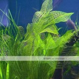 Approx 100 Seeds / Variety, 1 Professional Pack / Variety, 25 Types Aquarium Grass Seeds Water Aquatic Fish Tank Use