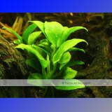 Approx 100 Seeds / Variety, 1 Professional Pack / Variety, 25 Types Aquarium Grass Seeds Water Aquatic Fish Tank Use