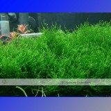 Approx 100 Seeds / Variety, 1 Professional Pack / Variety, 25 Types Aquarium Grass Seeds Water Aquatic Fish Tank Use