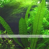 Approx 100 Seeds / Variety, 1 Professional Pack / Variety, 25 Types Aquarium Grass Seeds Water Aquatic Fish Tank Use