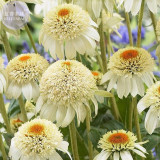 Echinacea Mixed 9 Colors Big Blooms Perennial Flower Seeds