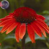 Echinacea Mixed 9 Colors Big Blooms Perennial Flower Seeds