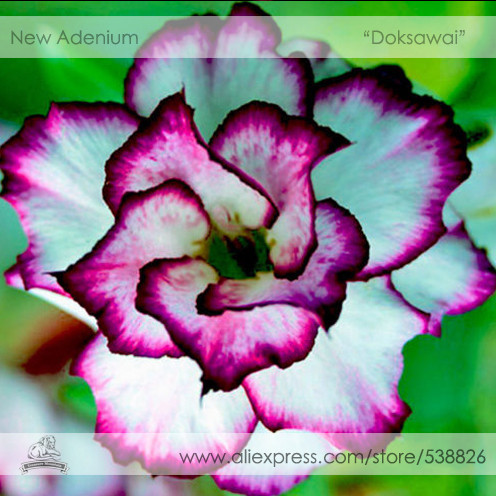Adenium Obesum 'Doksawai' Desert Rose Flower Seeds, Professional Pack, 2 Seeds / Pack