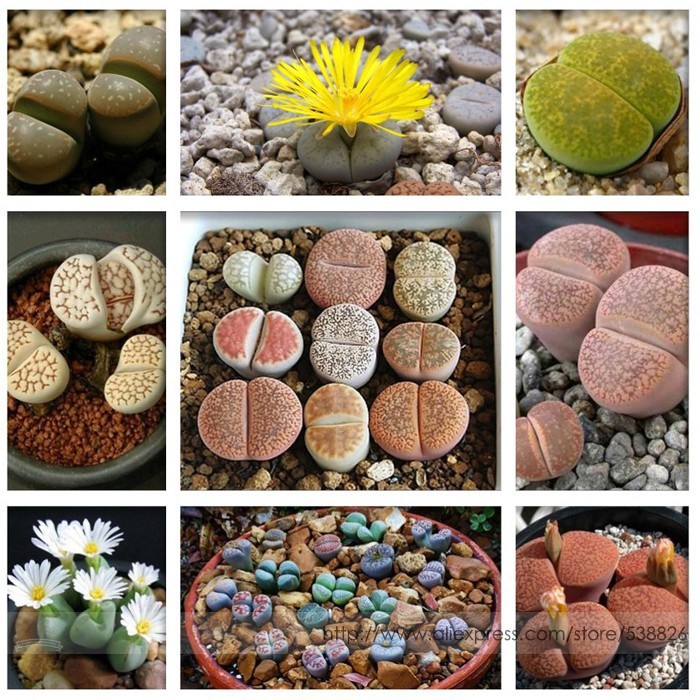 red cactus Ferocactus Pringlei