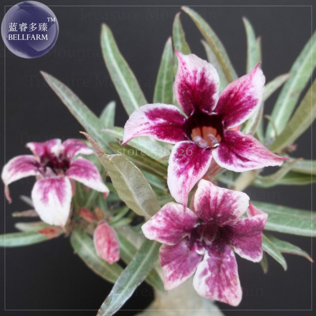 'Zhu Erdu' Pink Dark Red Adenium Desert Rose, 2 Seeds, Professional Pack, single petals