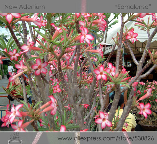 Heirloom 'Somalense' Adenium White Pink Desert Rose Seeds, Professional Pack, 2 Seeds / Pack