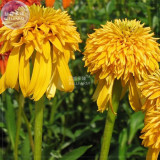 Echinacea Mixed 9 Colors Big Blooms Perennial Flower Seeds