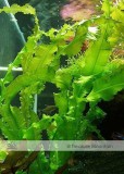 Approx 100 Seeds / Variety, 1 Professional Pack / Variety, 25 Types Aquarium Grass Seeds Water Aquatic Fish Tank Use