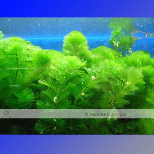 Approx 100 Seeds / Variety, 1 Professional Pack / Variety, 25 Types Aquarium Grass Seeds Water Aquatic Fish Tank Use