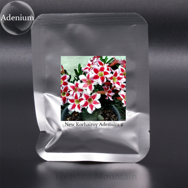 Rare Adenium New Korhairuy Desert Rose Bonsai Seeds, Al Pack, 2 Seeds, Perennial Garden Plants