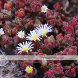 Mesembryanthemum Crystallinum Crystalline Ice Plant Seeds