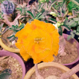 BELLFARM Golden Adenium Desert Rose Flower Seeds, 2 seeds, 3-layer big blooms new variety home garden flowers BD197H