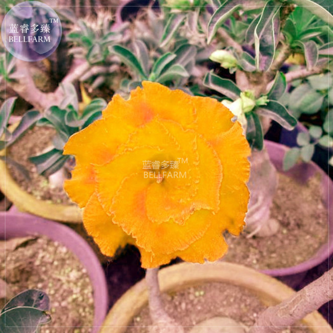 BELLFARM Golden Adenium Desert Rose Flower Seeds, 2 seeds, 3-layer big blooms new variety home garden flowers BD197H