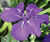 Rare Heirloom Iris Tectorum Perennial Flower Seeds, Professional Pack, 20 Seeds / Pack, Very Beautiful Flowers