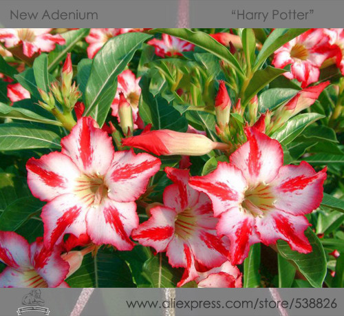 'Harry Potter' Adenium Obesum Heirloom Desert Rose Seeds, Professional Pack, 2 Seeds / Pack