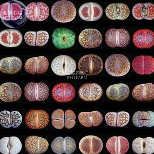 Mixed 10 Types of Lithops Seeds, 10 seeds, professional pack, 100% right varieties living stones succulent bonsai