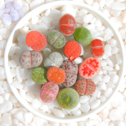 BELLFARM Mixed 10 Types of Lithops Succulent Seeds, 10 seeds, professional pack, green red gray bi-color living stones
