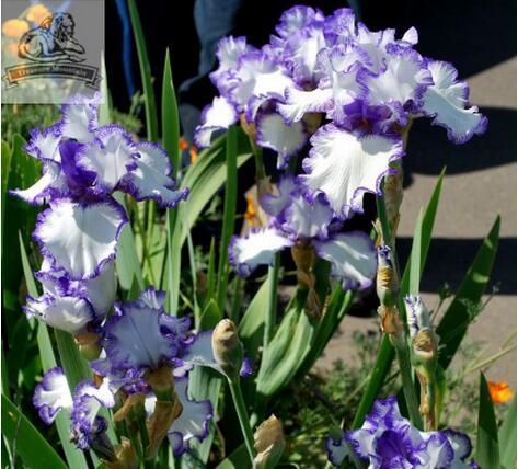 Rare Heirloom Iris Tectorum Perennial Flower Seeds, Professional Pack, 20 Seeds / Pack, Very Beautiful Flowers