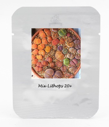 Mix Lithops Aucampiae Amazing Succulent Plant Seeds NF404