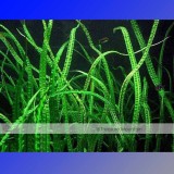 Approx 100 Seeds / Variety, 1 Professional Pack / Variety, 25 Types Aquarium Grass Seeds Water Aquatic Fish Tank Use