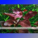 Approx 100 Seeds / Variety, 1 Professional Pack / Variety, 25 Types Aquarium Grass Seeds Water Aquatic Fish Tank Use